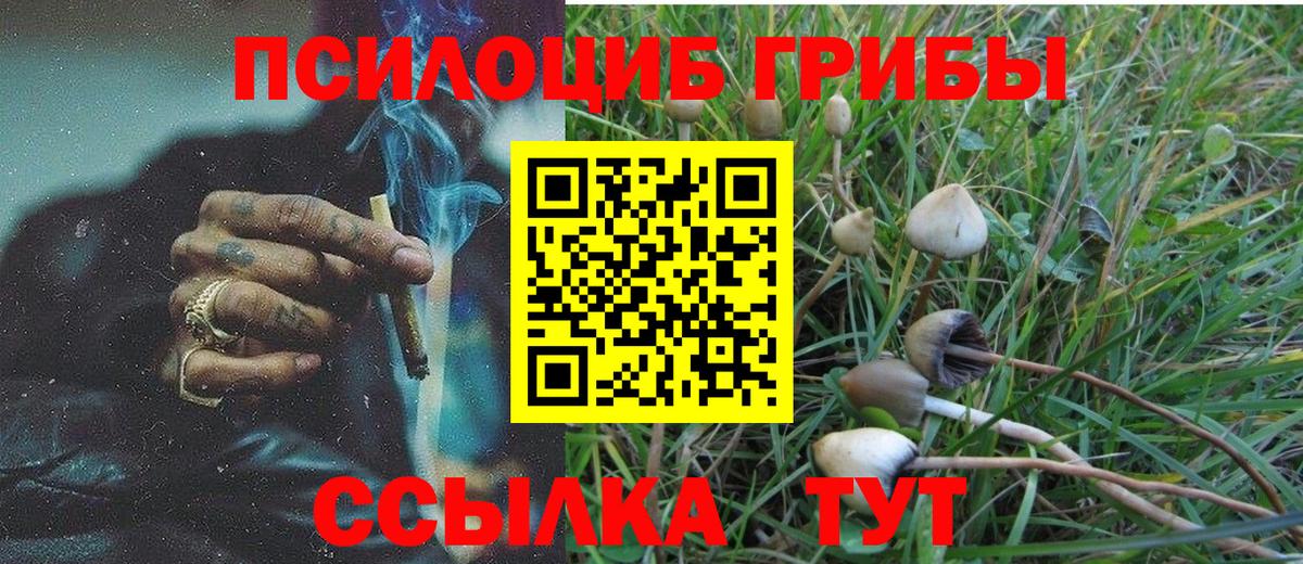 Унеча  Псилоцибиновые грибы MAGIC MUSHROOMS  сколько стоит  Псилоцибиновые грибы мицелий  Вход с VPN 